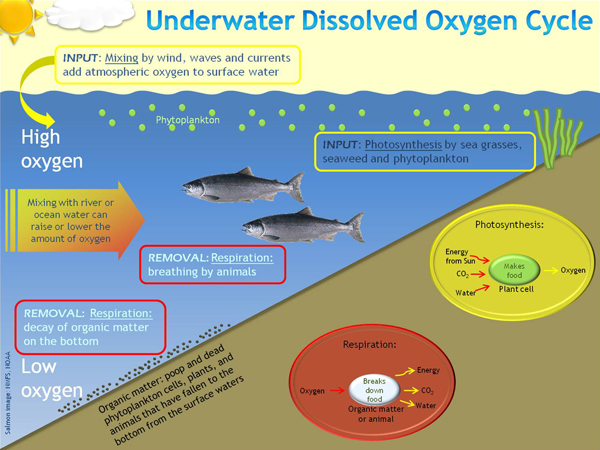 dissolved_oxygen_cycle.jpg