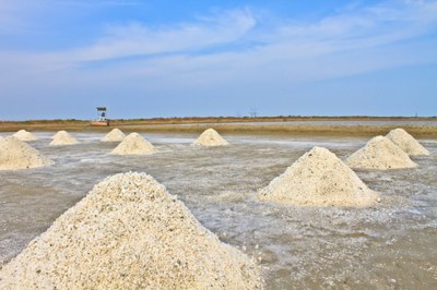 Hvor salt er Store Lungegårdsvann?